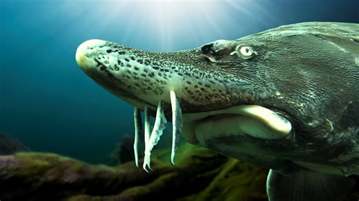 A fish big enough to kill - but doesn’t attack