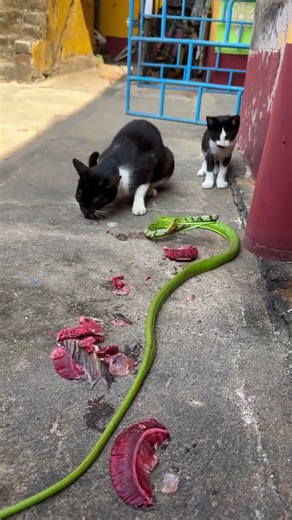 **Title:** Cats vs Snake! 🐍🐱 Who Will Win?#animalshorts