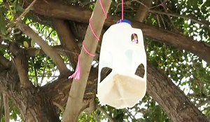 How to Make a Milk Carton Bird Feeder