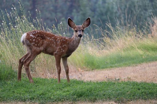 9 Spiritual Meanings of Hitting a Deer: It’s Bad Luck?