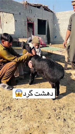 دھشت گرد😱 #viral #trending #tiktok #unfrezzmyaccount