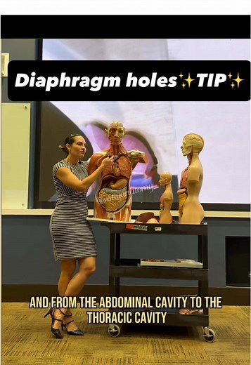 Understanding Esophageal and Aortic Hiatus in Anatomy