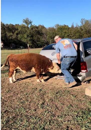 Bull in a Cadillac Escalade: A Unique Adventure