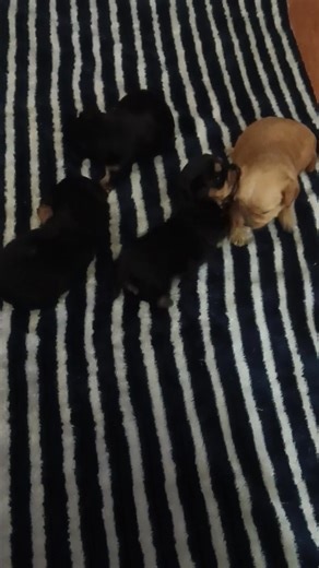 Gator Jr, rain, raven, teddy | Tammy Hecht