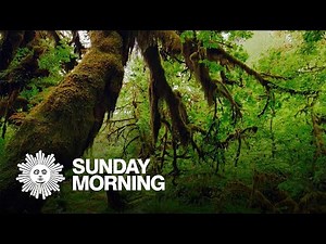 Nature: Hoh Rain Forest in Washington State