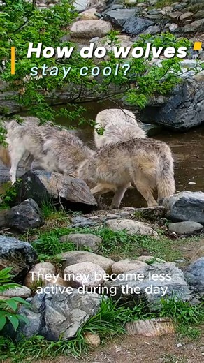 The International Wolf Center advances the survival of wolf populations by teaching about wolves, their relationship to wildlands and the human role in their future. This video is made possible by viewers like you. Support the International Wolf Center by becoming a member today! https://wolf.org/support/membership/ Subscribe to the International Wolf Center channel for more ambassador videos. #internationalwolfcenter #wolfpack #elymn #packupdate #packupdates | International Wolf Center