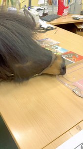 My first library 📚 Card at Torquay Library | The Adventures Of Patrick The Pony