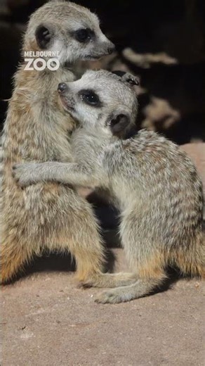 Flashback to meerkat pups showing each other some love at Melbourne Zoo.