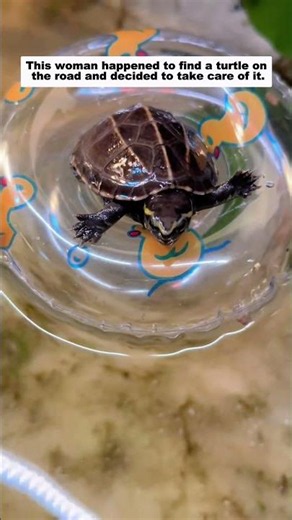 This woman happened to find a turtle on the road and decided to take care of it.