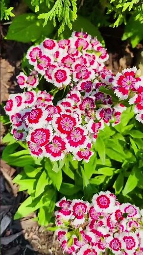 Pretty Perennial Plants/ Sweet William/Dianthus