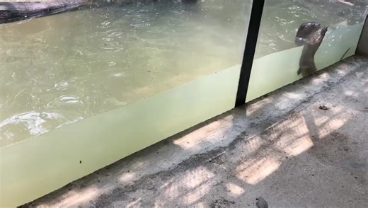 3.8K views · 114 reactions | Happy Swimming Sunday everyone! The Belize Zoo will be opening at 9:00am today, and closes at 4:30pm (last admission at 3:30). If you missed his debut yesterday, you can come and meet Neo the river otter today is in his home! | The Belize Zoo & Tropical Education Center | Facebook