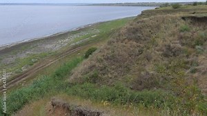 Wild forbs from steppe plants on the bank of the Tiligul estuary, Ukraine