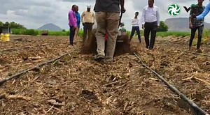 Demo of VST RT 70 power weeder in ginger field with ginger attachment in the process of earthing up operation. The machine cuts the field to a width of 9.3 inches approx. This is suitable for other narrow crops like turmeric, Carrot, Tomato, Cucumber, Cabbage etc. For more details, contact our helpline number 1800 419 0136 or visit our website www.vsttractors.com. #VST #Weeder #PowerWeeder #InterCultivator #Demo #Farmer | V.S.T Tillers Tractors Limited