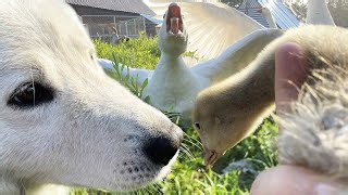 Releasing Goslings Safely Into the Wild