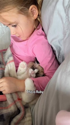 Ruby has become Blossom's favorite cat to cuddle with | Pearl's Ragdolls