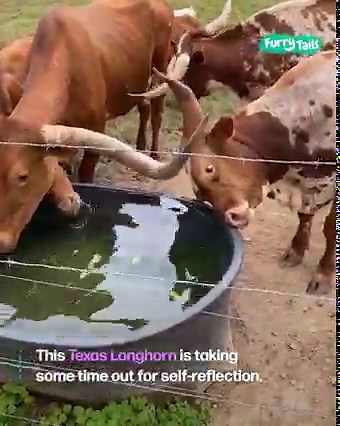 Texas longhorn bull uses its water trough to stare at itself 🐂😄 | Furry Tails