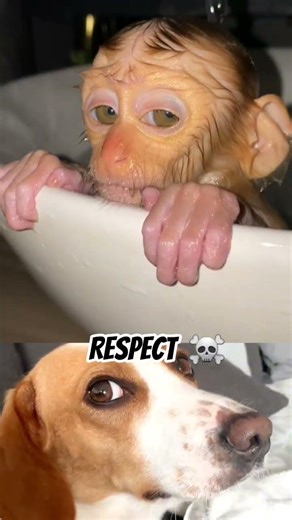 Respect #animals #evolution #shorts