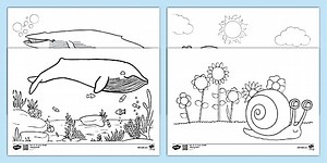 Whale and Snail Colouring