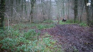 Episode 1/6 - FABIENNE, QUI ES-TU ? VènerieTV, notre chaîne YouTube lance sa première Web-Série "Chasse à courre : au delà des clichés". 6 épisodes qui vous plongent au cœur d’une activité contemporaine pratiquée par 100 000 passionnés. Découvrez qui sont vraiment les veneurs d’aujourd’hui qui chassent le lapin, le lièvre, le chevreuil, le renard, le cerf et le sanglier dans 70 départements. Dans ce premier épisode, partez à la découverte de la vènerie du chevreuil en compagnie de Fabienne, assi