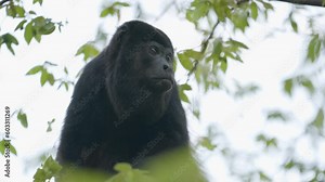 Close up video of a howler monkey in a tree in Costa Rica