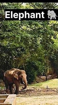 Amazing Zoo Animals Compilation 🐘🦬🦌 | Do Like 👍, Share 📲, Subscribe 🔔 To My Channel.