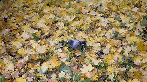 The time of year, Autumn. Children playing in the nature