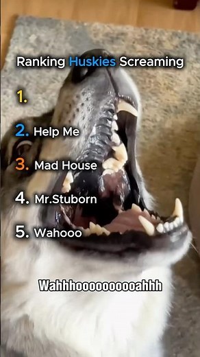 Top 5 Funniest Huskies Screaming Moments 😂🐺