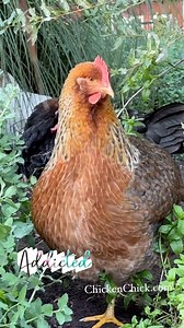 6.9K views · 146 reactions | Yep, card-carrying chicken addict. You?    #backyardchickens #petchickens #chickens #chickenkeeping #eggs #fresheggs #chickenyard | The Chicken Chick | Facebook