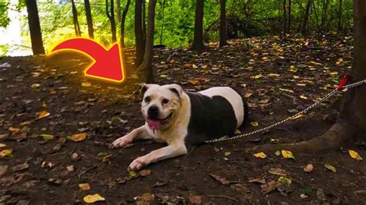 Man Finds Pit Bull Tied to a Tree and Gets a Shocking Surprise