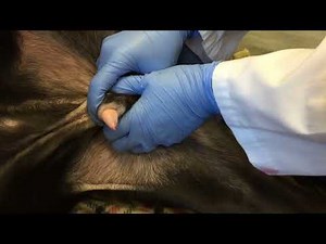 Canine Penile Extrusion for Urinary Catheterization