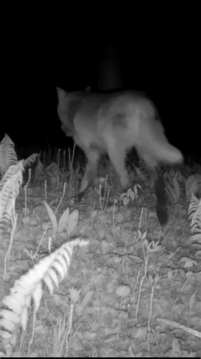 wolf or coyote?