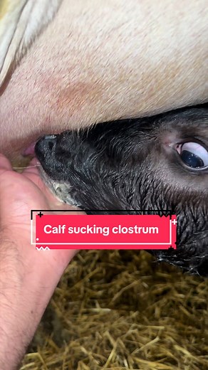 First Feed Colostrum: Calf Care on the Dairy Farm