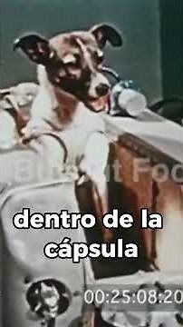 Este perro fue lanzado al espacio sin retorno #espacio #tragedia