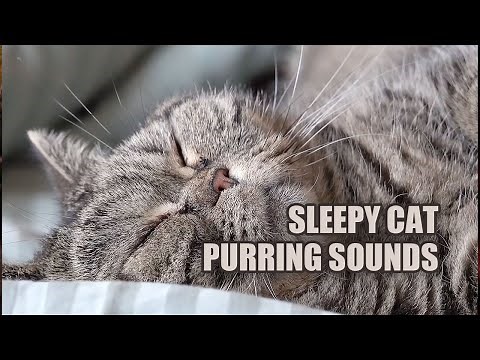 Purring Cat Sound 🐈 Sleepy Kitty Purring Sound