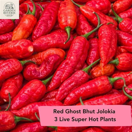 Red Ghost Pepper (bhut Jolokia) – Lot of 3 Live Plants - Etsy