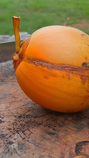 623K views · 2.2K reactions | Suka bilang jenis warna kuning apa merah #reel #viral #trending #fyp | Putri Teratu | Facebook