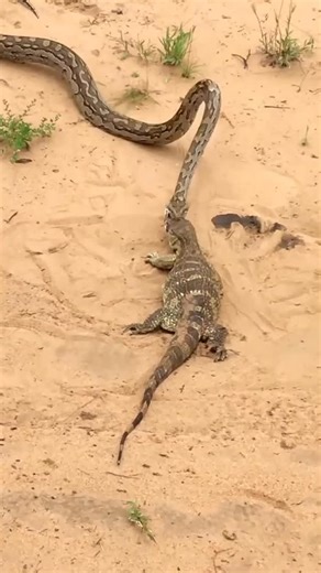 African Safari Guide on Instagram: "python vs lizard"