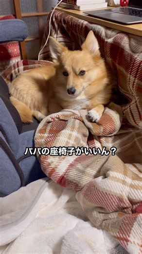 新しいお気に入りスポット #shorts #愛犬のいる暮らし #ポメコギ