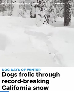 Record-breaking snow in California’s Sierra Nevada mountains made some roads in the state impassable on Monday, Dec. 27, but wasn't enough to stop a couple of dogs from making the best of the winter weather. Full Story: https://trib.al/1WjdKnV | NewsNation