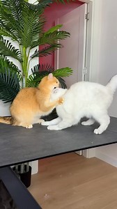 My cat Nika is very jealous😵‍💫 #cat #cats | Princess Cat