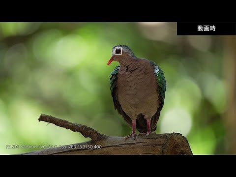 α7 IV:機能説明:リアルタイム瞳AF＜鳥＞【ソニー公式】