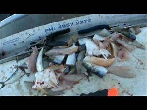 Fishing Tips - What's the best bait to use when Reef fishing