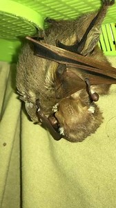 1.3K views · 106 reactions | Our mama bat feeding her nursing babies! What a precious moment captured on video!! | Paws Animal Wildlife Sanctuary, Inc. | Facebook