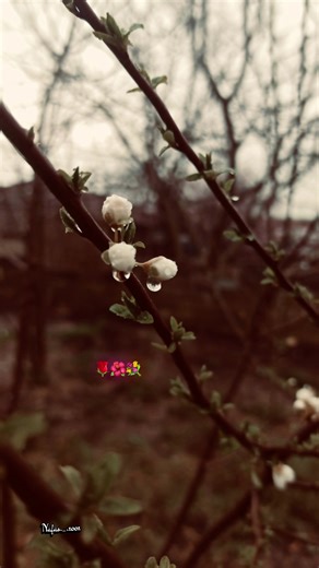 Hala Naworuz Amad - Celebrating New Beginnings