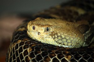 Pit Vipers - Learn About Nature
