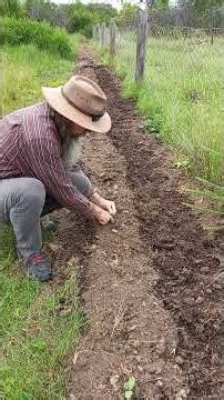 Canna Edulis. #Lily #Foodforest #organic #gardening
