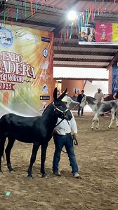 Categoría Mixtecos. | Criadero don Alfredo.