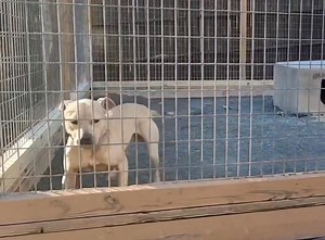 14K views · 1K reactions | GARNER'S SANTOS II 料料料 An amazing dog from the T.Garner knls Movie of Tom Garner KNL'S | TOP APBT WORLD | Facebook