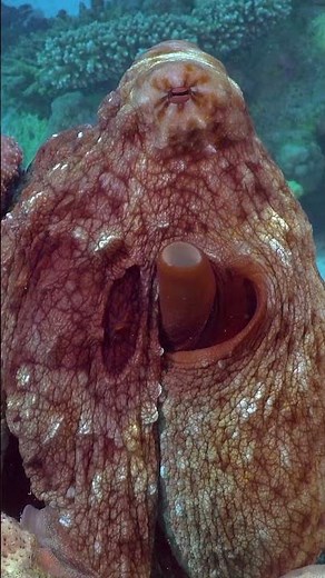 Graceful Octopus 🐙 Stunning 4K Views of Coral Reefs & Mesmerizing Underwater Scenes