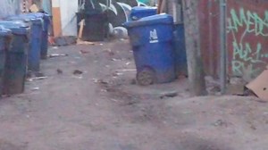 111K views · 928 reactions | This alley in Toronto behind the restaurants near Bloor and Bathurst is swarming with rats  Christian Bobak | blogTO | Facebook